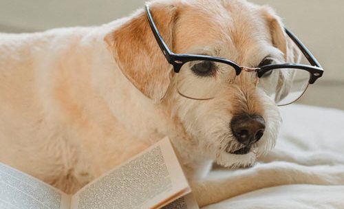 email subject lines opened