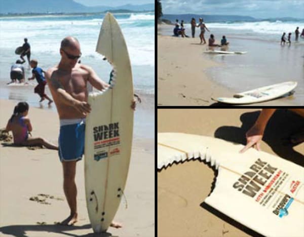 sharkweek bitten surf board